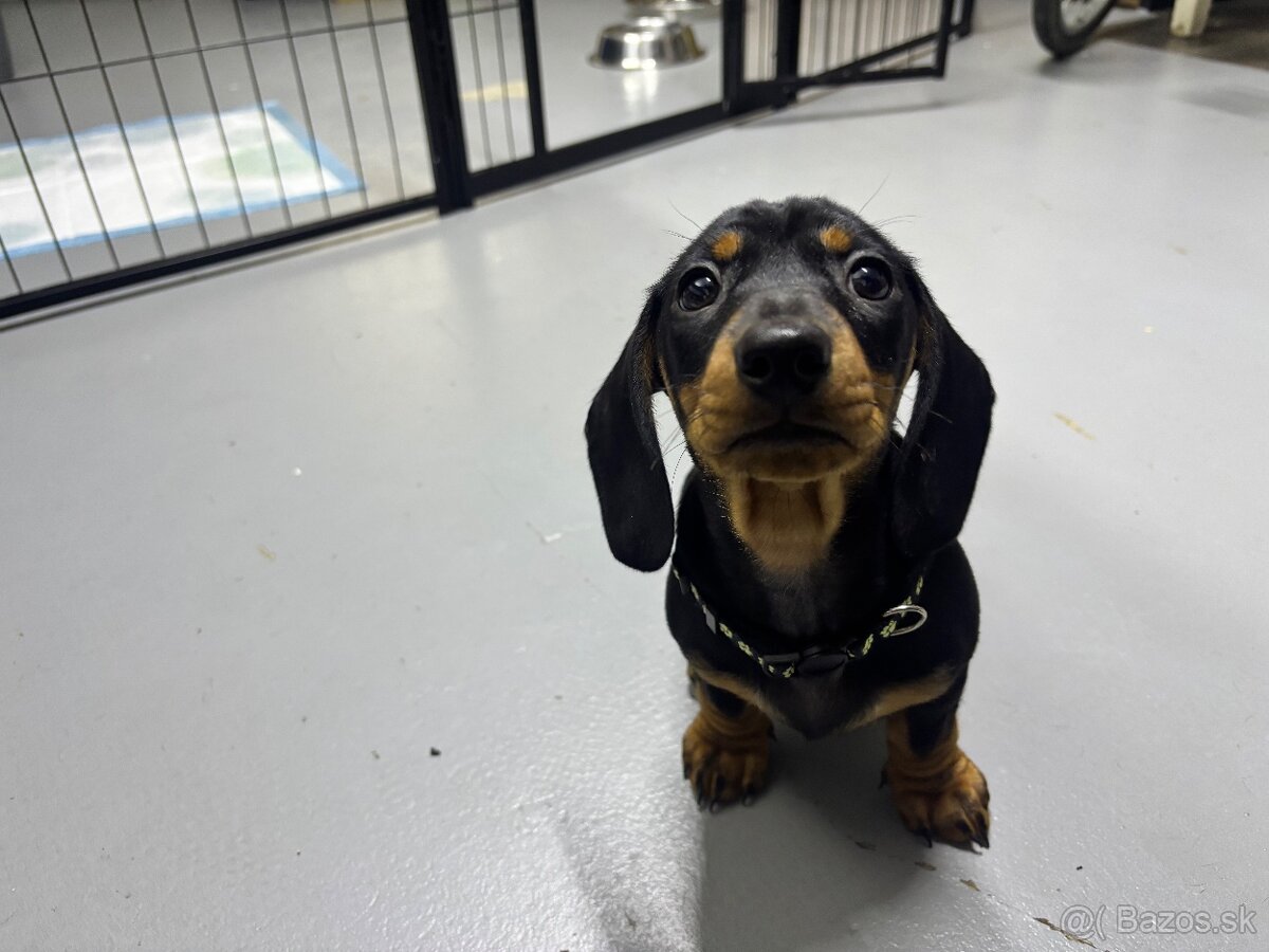 Jazvečík kratkosrstý - 14