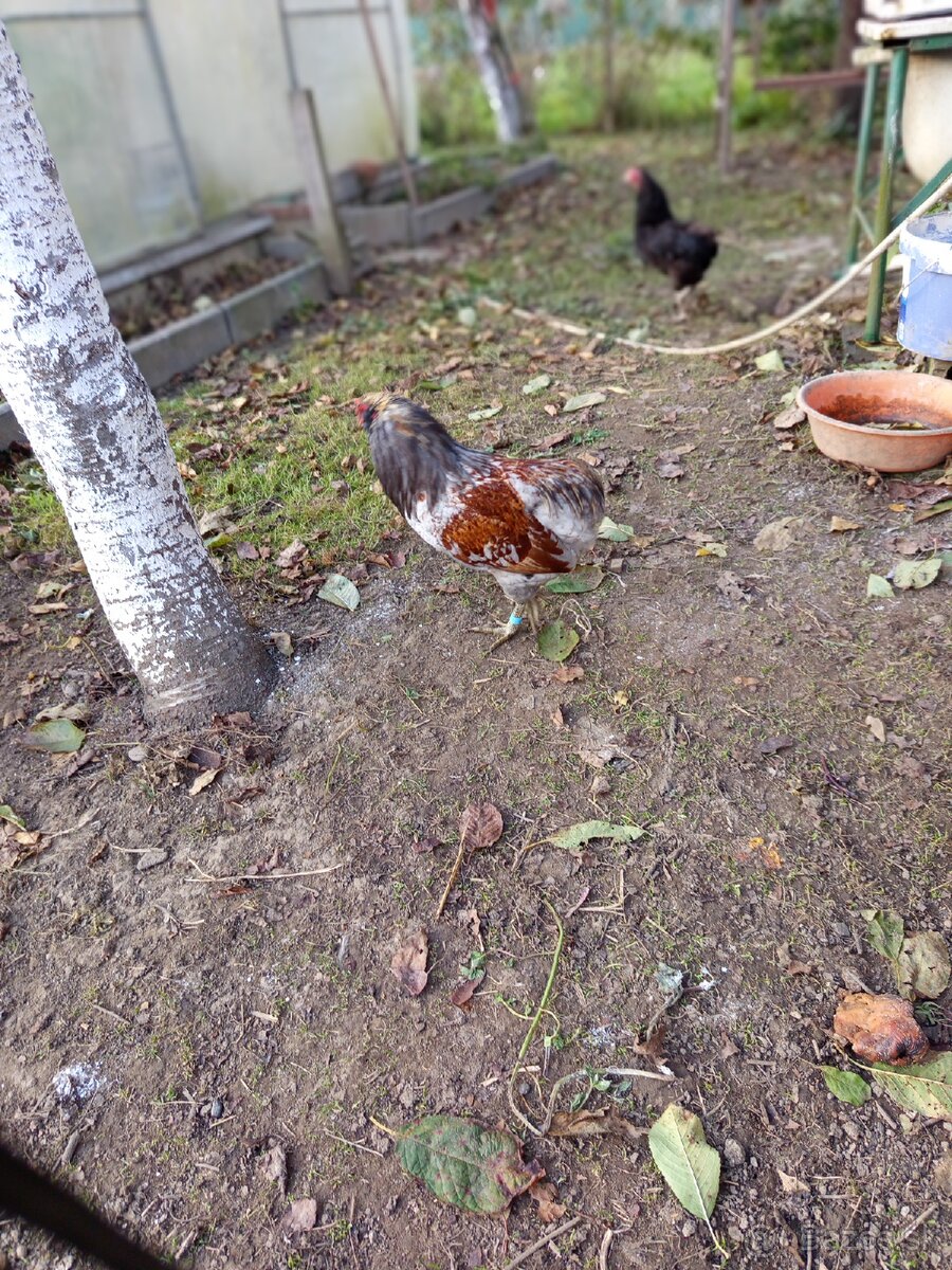 Mám na predaj kohúty Araucany. - 14