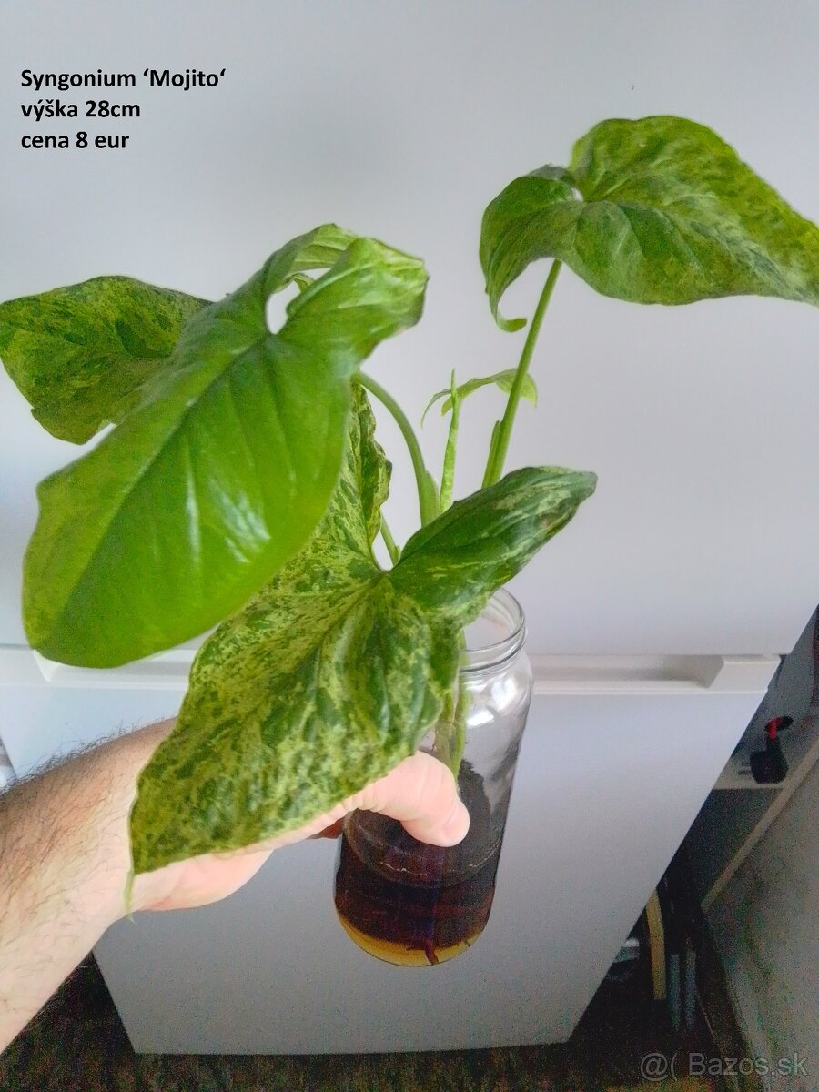 rastliny predaj - 14