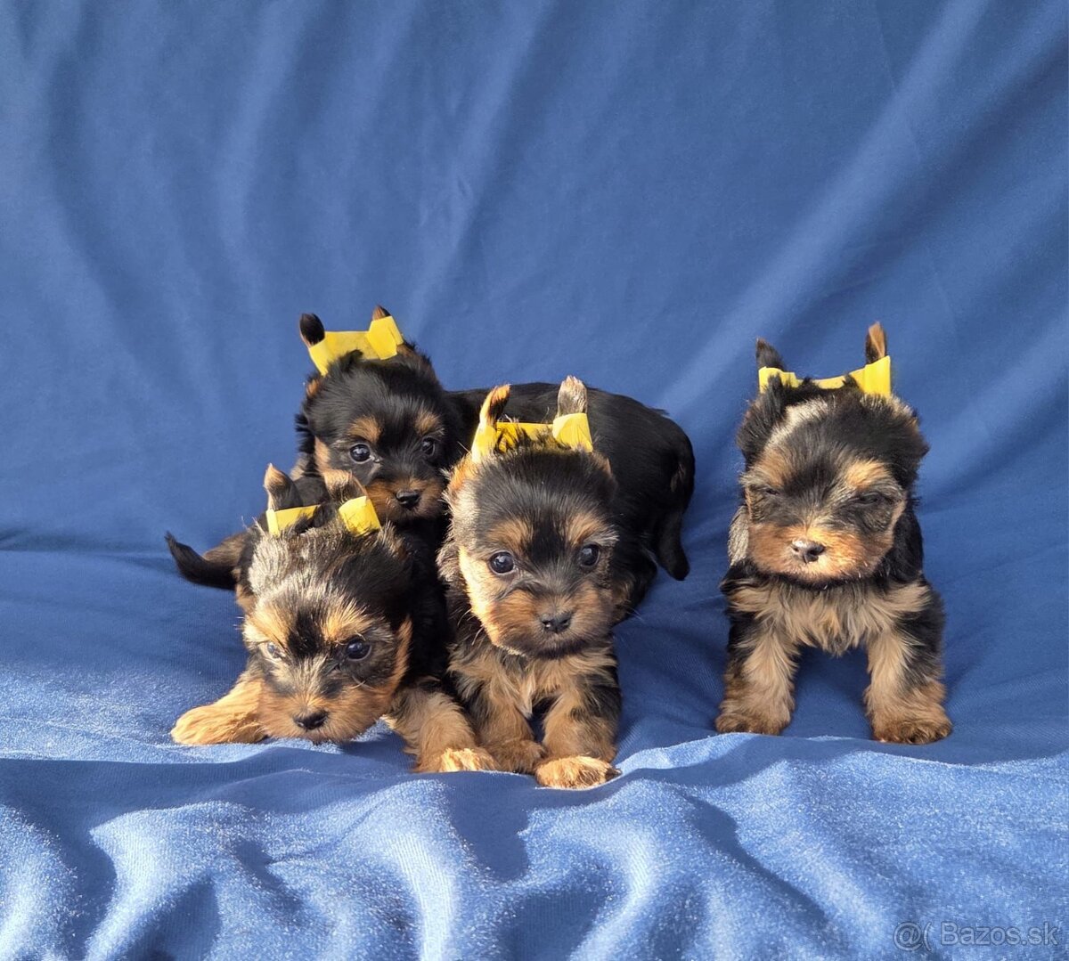 Yorkshirsky terier - 14