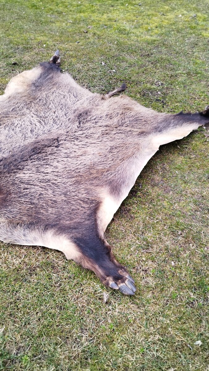 Predám vypracovanu kožu zlatého diviaka parožie zhody trofej - 14