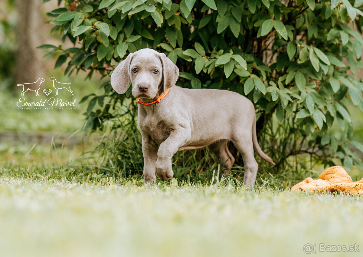 Weimarský krátkosrstý stavač - štěniatka s PP - 14