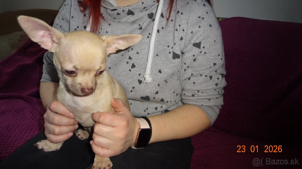 čivava krátkosrstá - 14