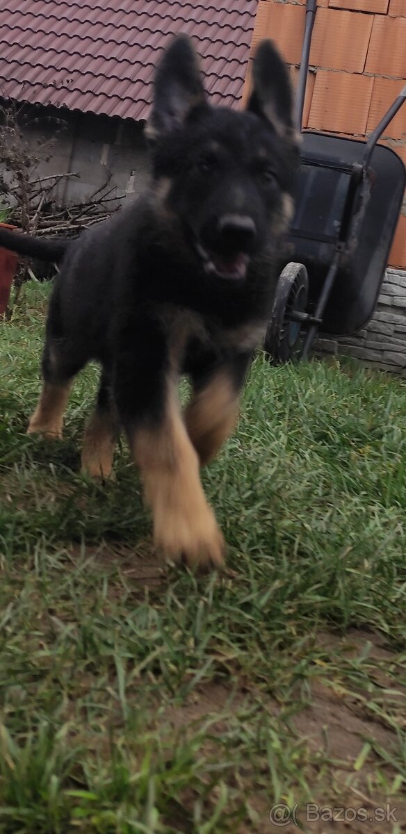 Nemecký ovčiak - 14