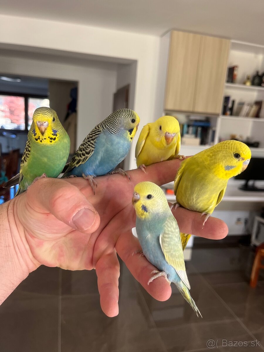 Andulka mlada Maznačik - 14