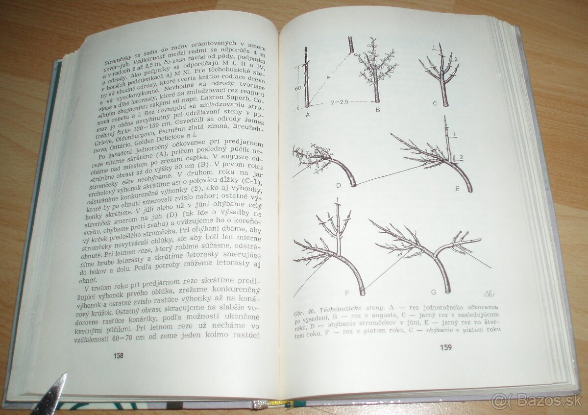 Rez a tvarovanie ovocných drevín - 14