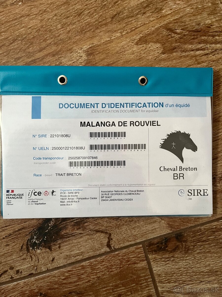 BRETÓNSKA KOBYLA - 14
