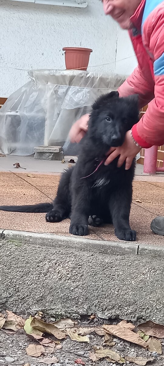 Nemecký ovčiak šteniatka - 14