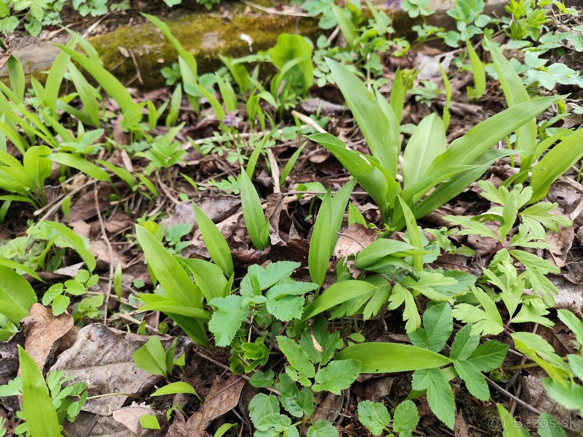 Zahradka s pivnicou - Pod Kalvariou - 14