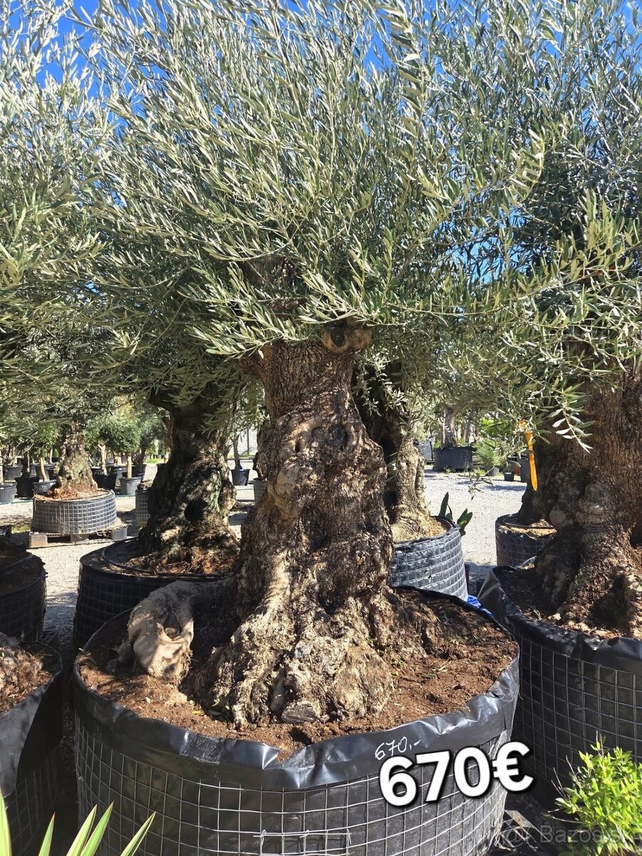 Mrazuvzdorne Olivovníky - 14