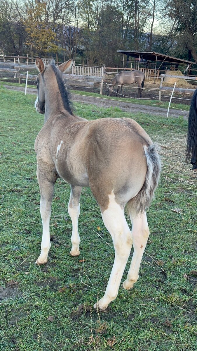 Zrebcek Aph Buckskin overo/sabino - 14