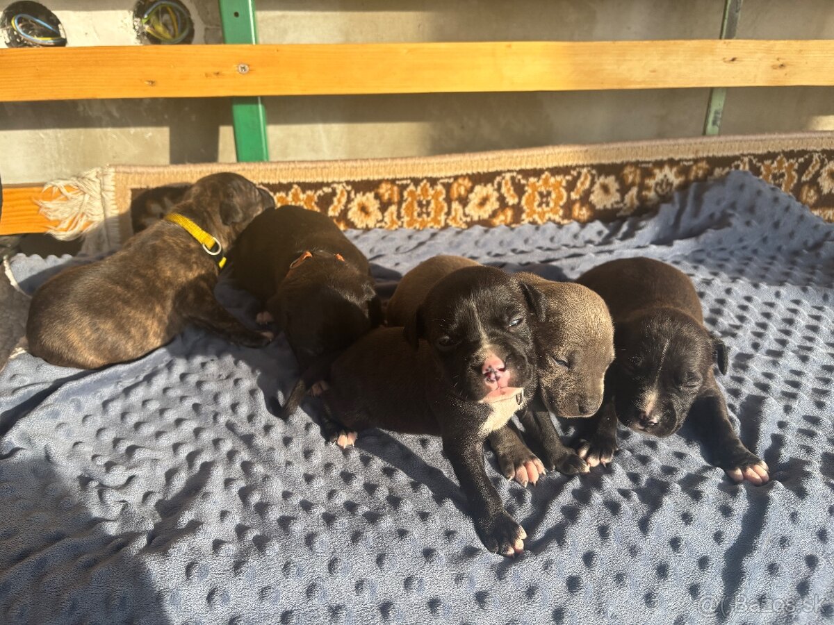 Americký stafordsirsky terier, Stafford, amstaf - 14