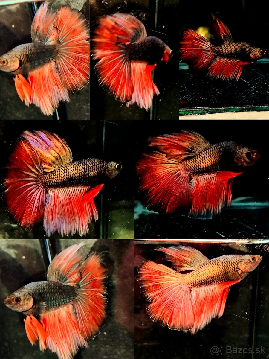 Betta Splendens - Bojovnica Pestrá. - 14