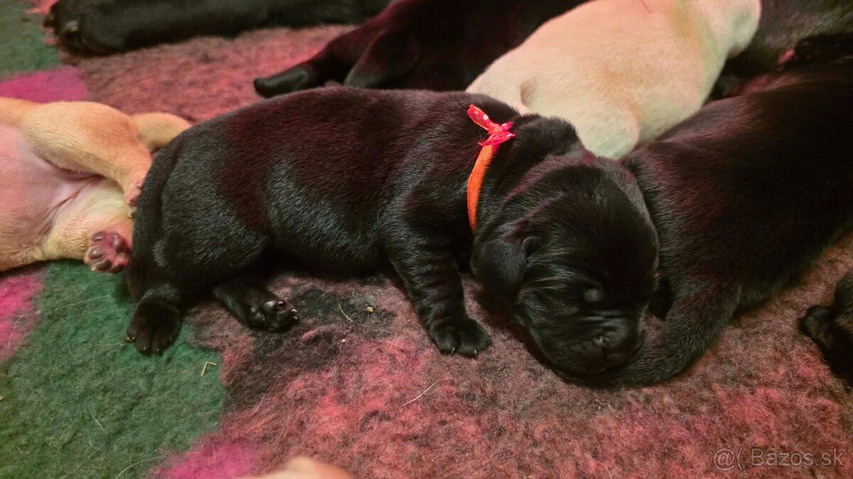 Labrador retriever - šteniatka - 14