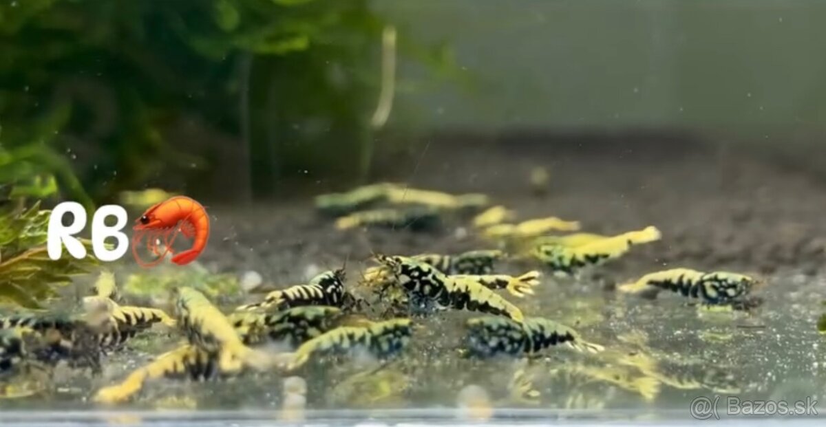 PREMIUM AKVA KREVETKY🦐Caridina a Neocaridina- Odber Zilina - 14