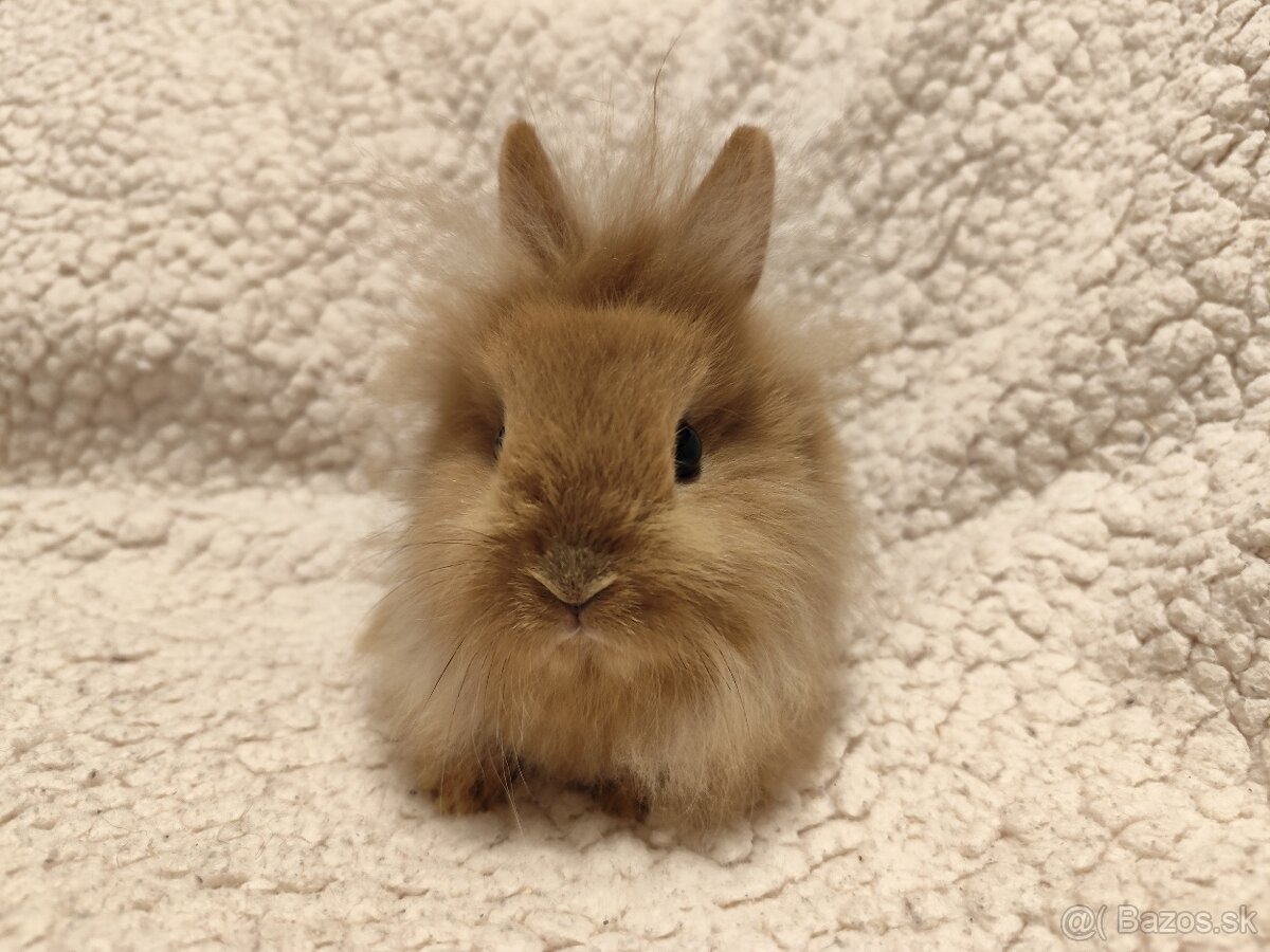 Teddy Hegyeshalom - 14