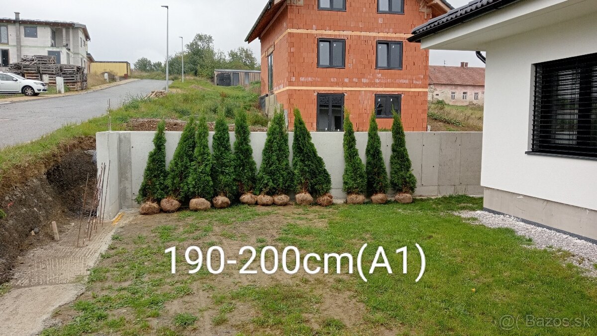 Tuja Smaragd, vavrínovec, červienka, gaštan - Prešov - 14