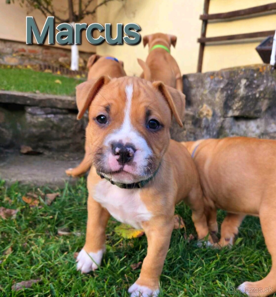 Americký stafordširský teriér - 14