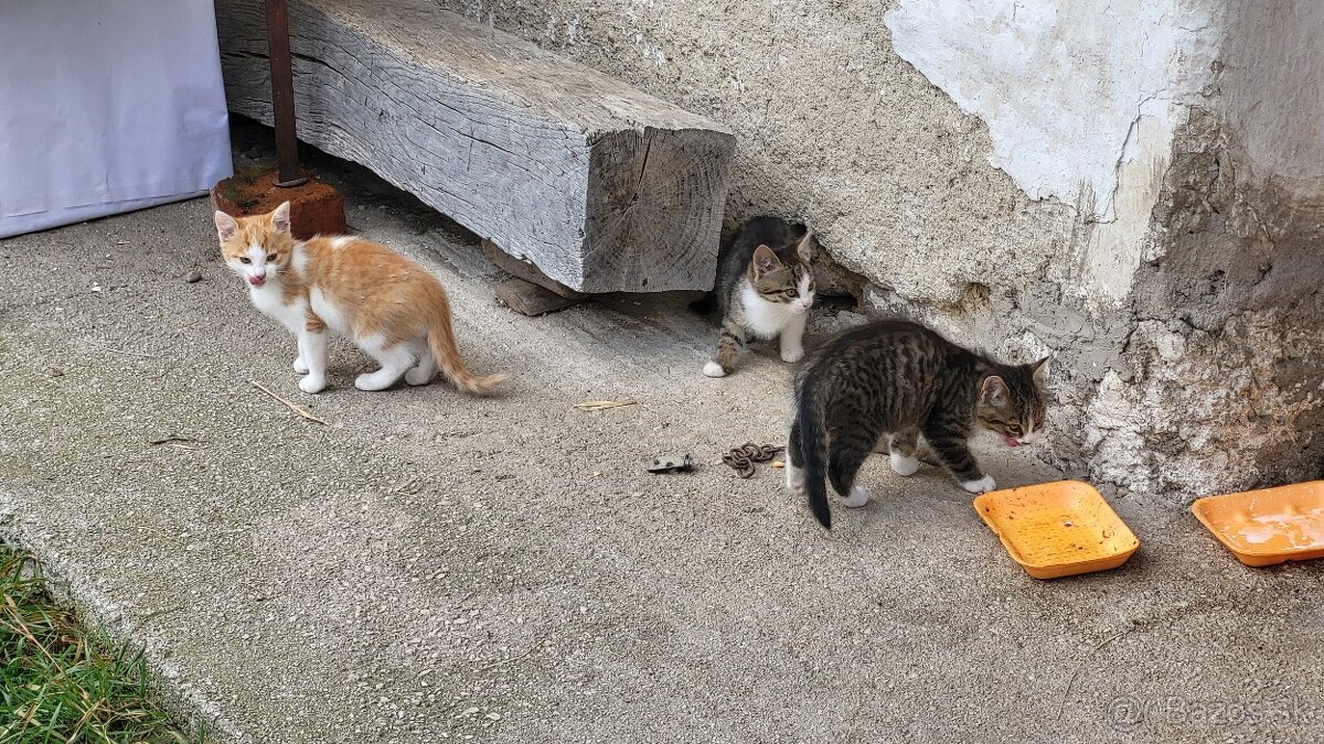 Darujem mačiatká - 14