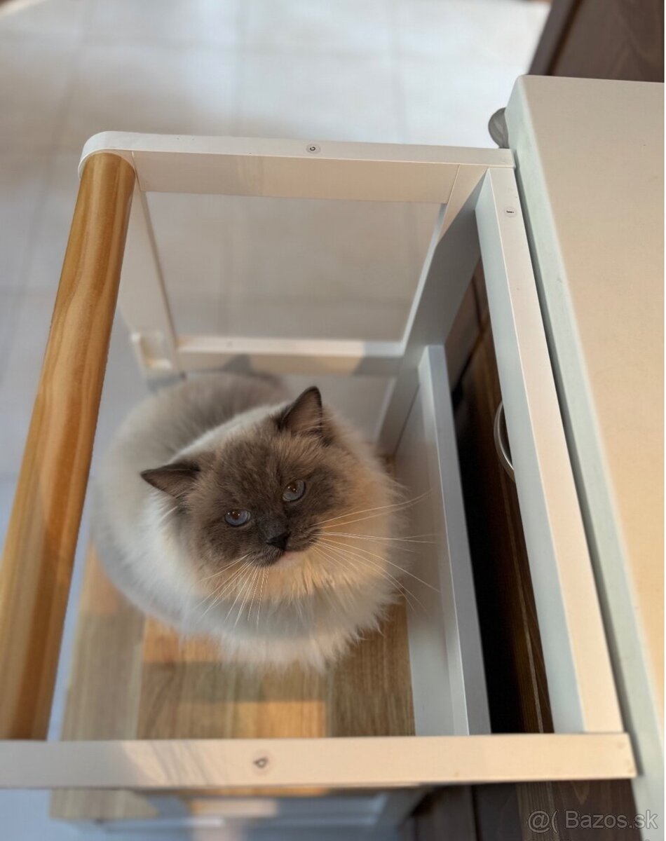 Mačiatka Ragdoll s PP - 14