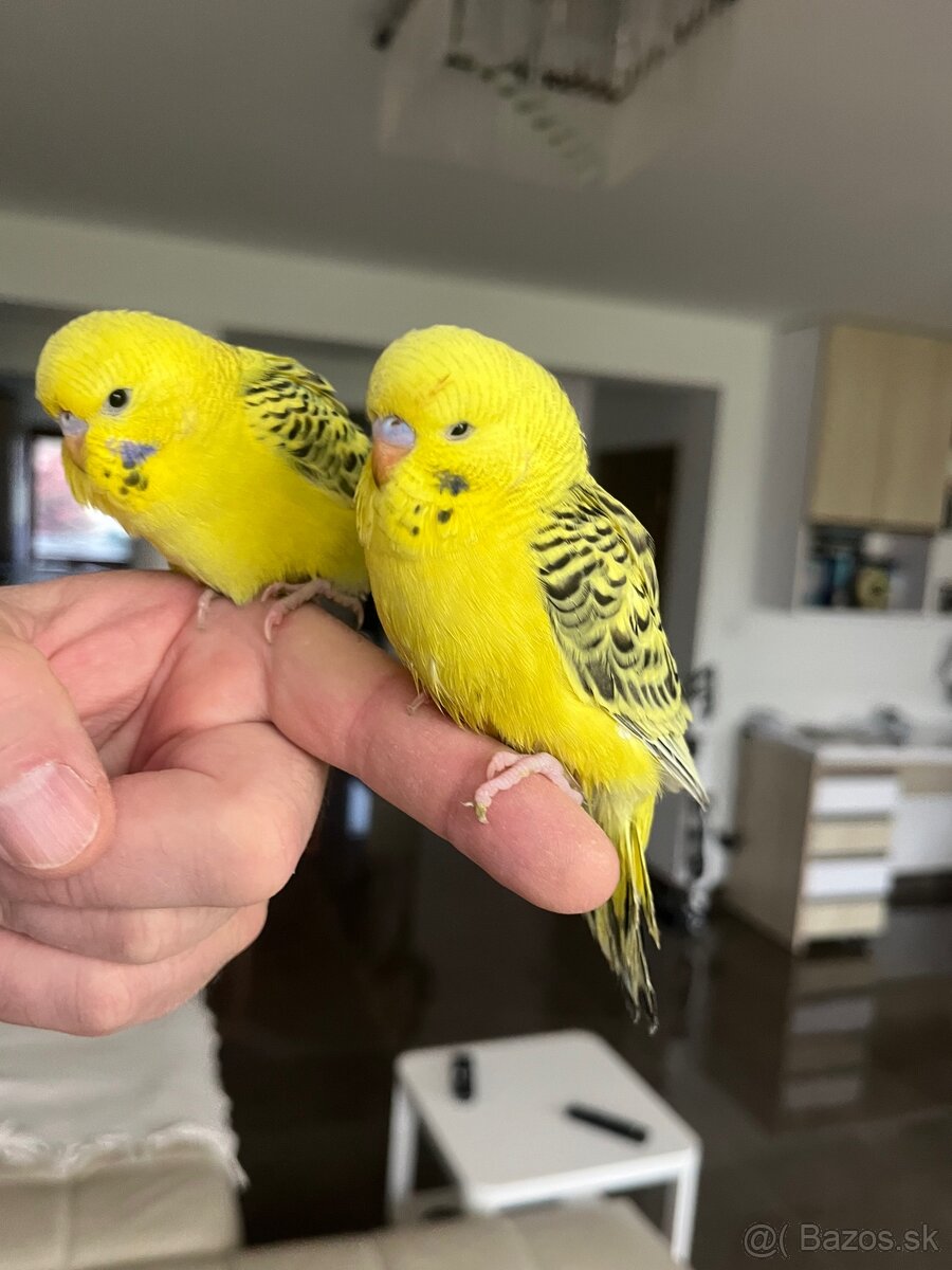 Andulka TCB Maznačik - 14