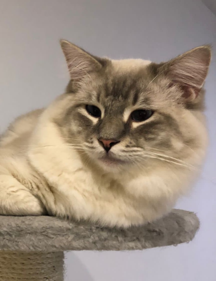 Ponukam ragdoll kocurov na krytie - 14