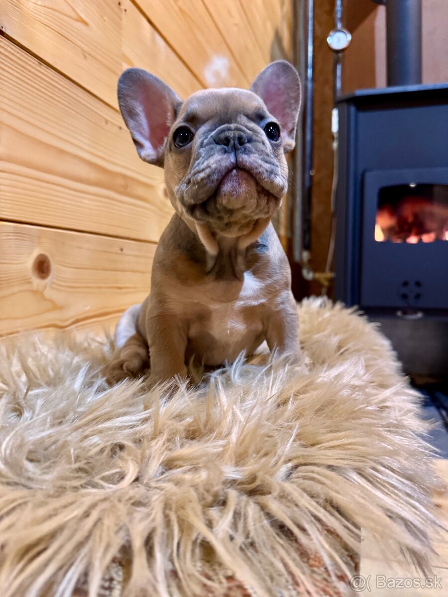 Francúzsky buldoček s PP - 14