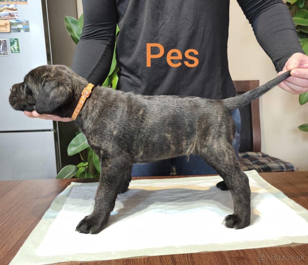 Cane Corso bez PP - 14