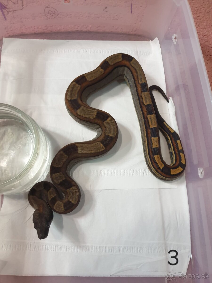 Veľhad královský - 14