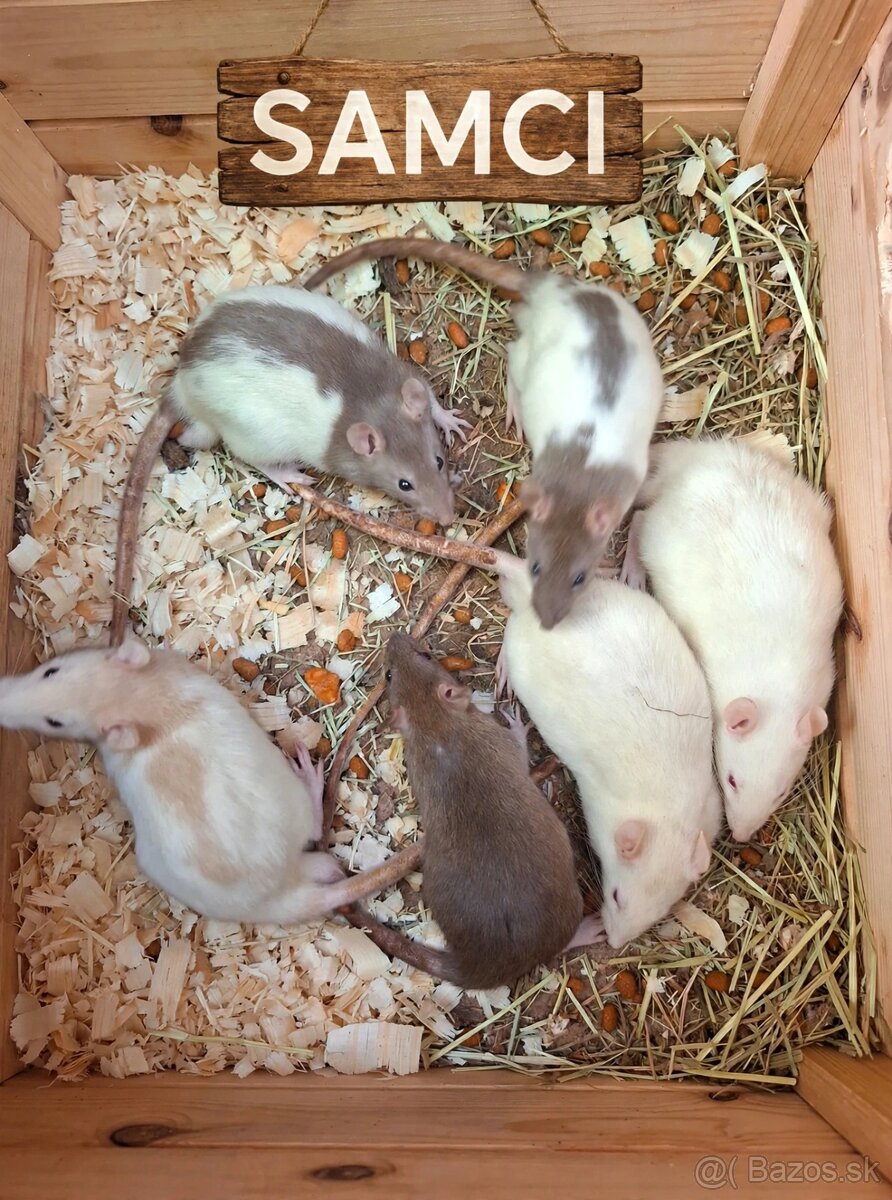 Predám potkaniky - 14