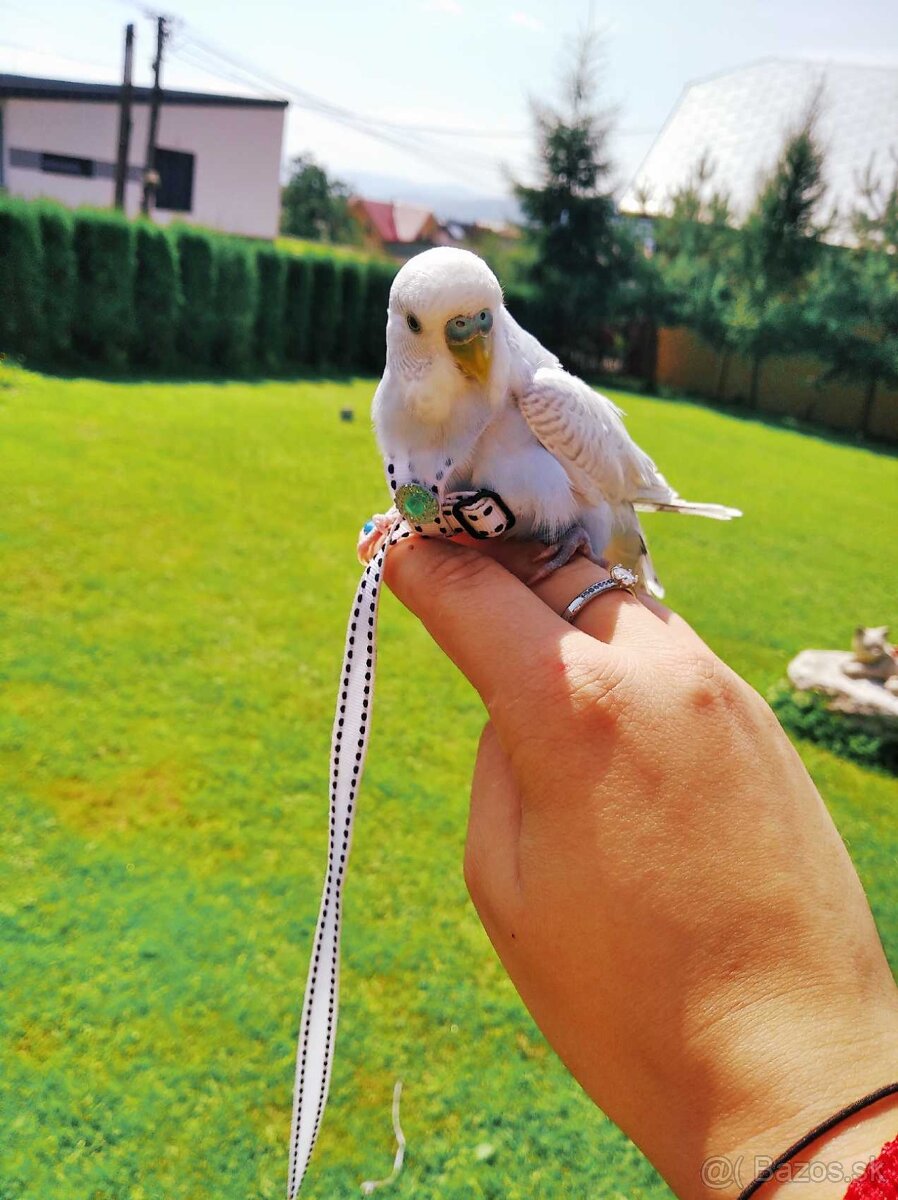 Traky pre papagáje, kšíry, popruhy - 14