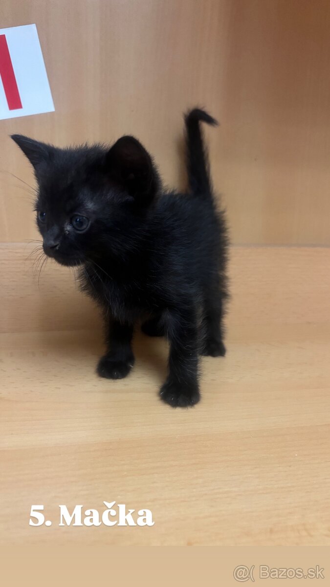 Darujem mačiatká - 14