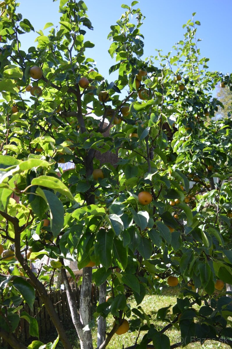 Chata na predaj - 14