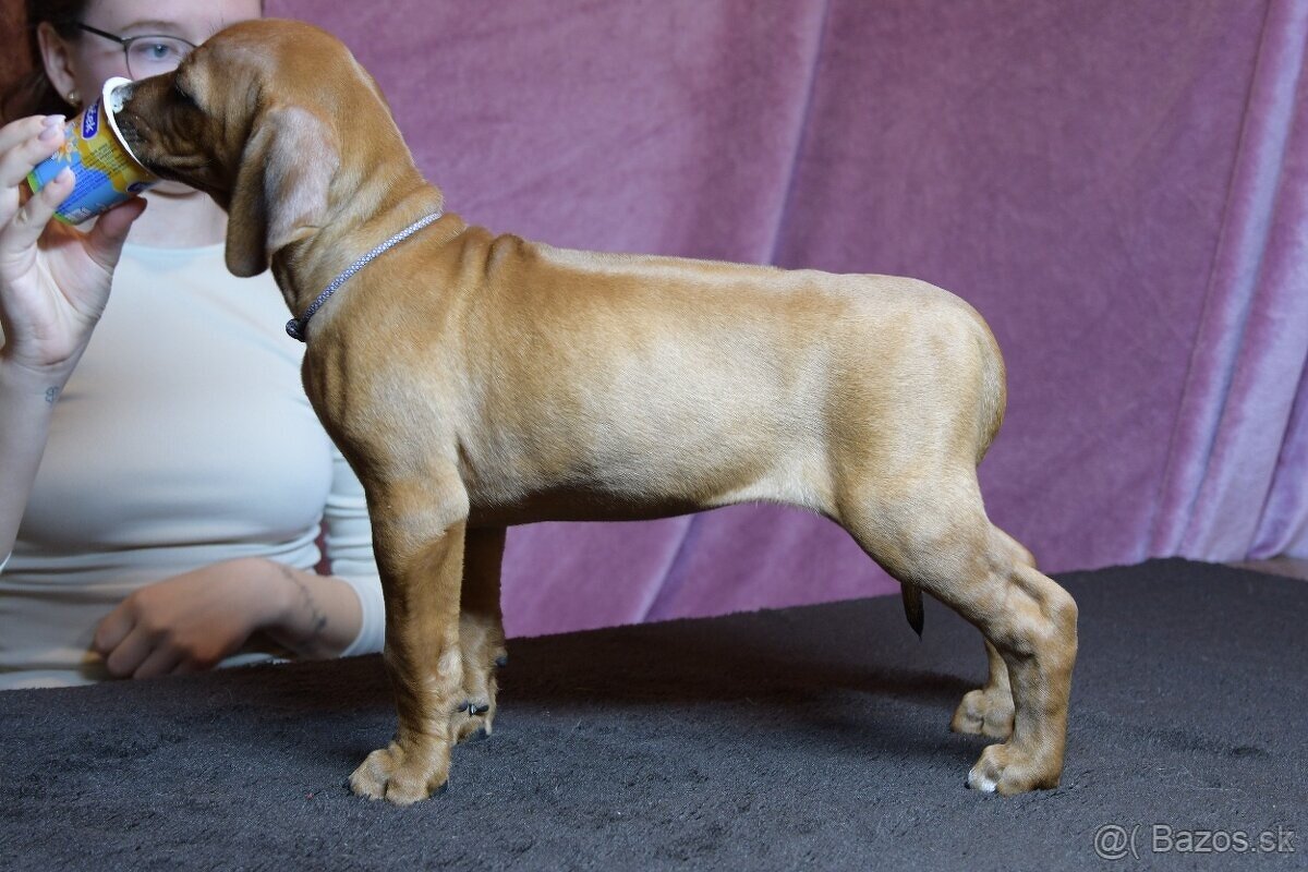 Rhodesian Ridgeback - vymazlená štěňátka s PP - 14