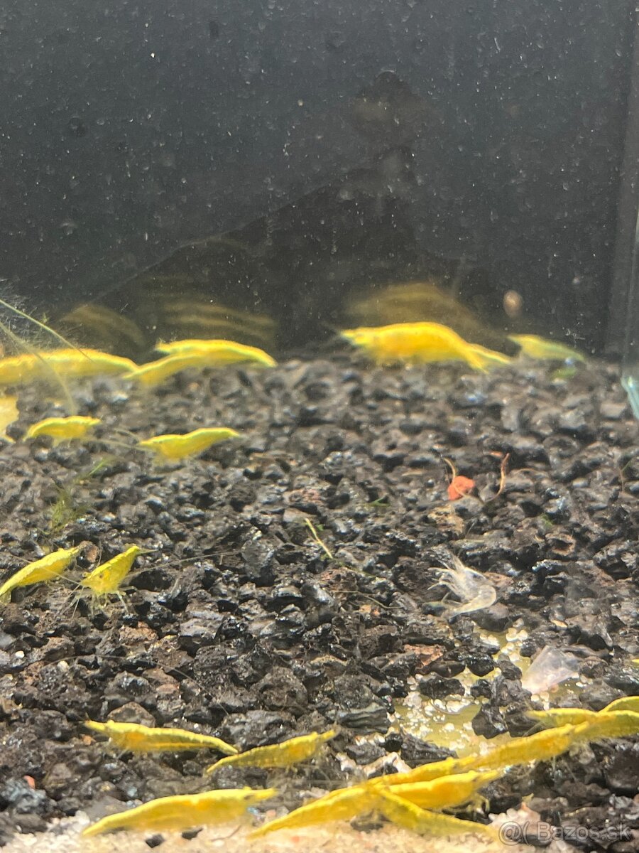 Krevetky Neocaridina - 14