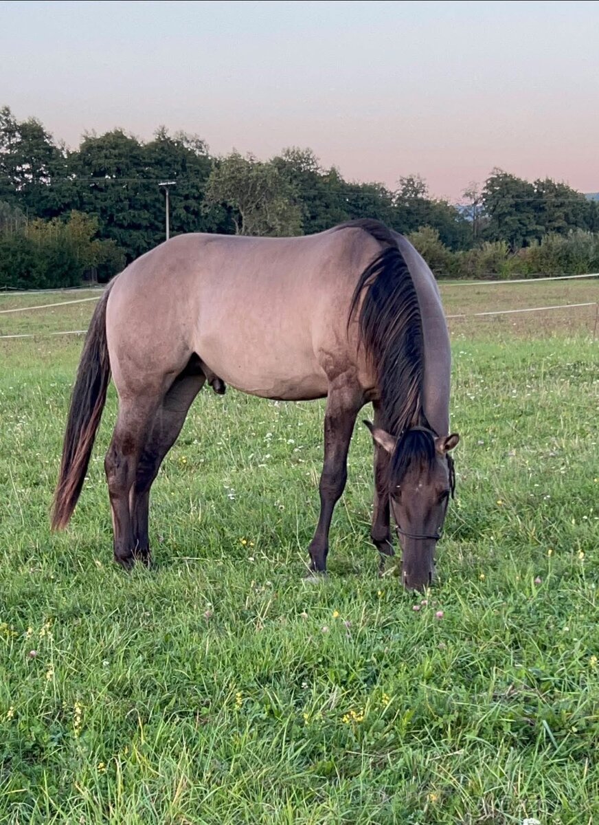 APH QH ZREBCE PRIPUSTANIE 2026 - 14