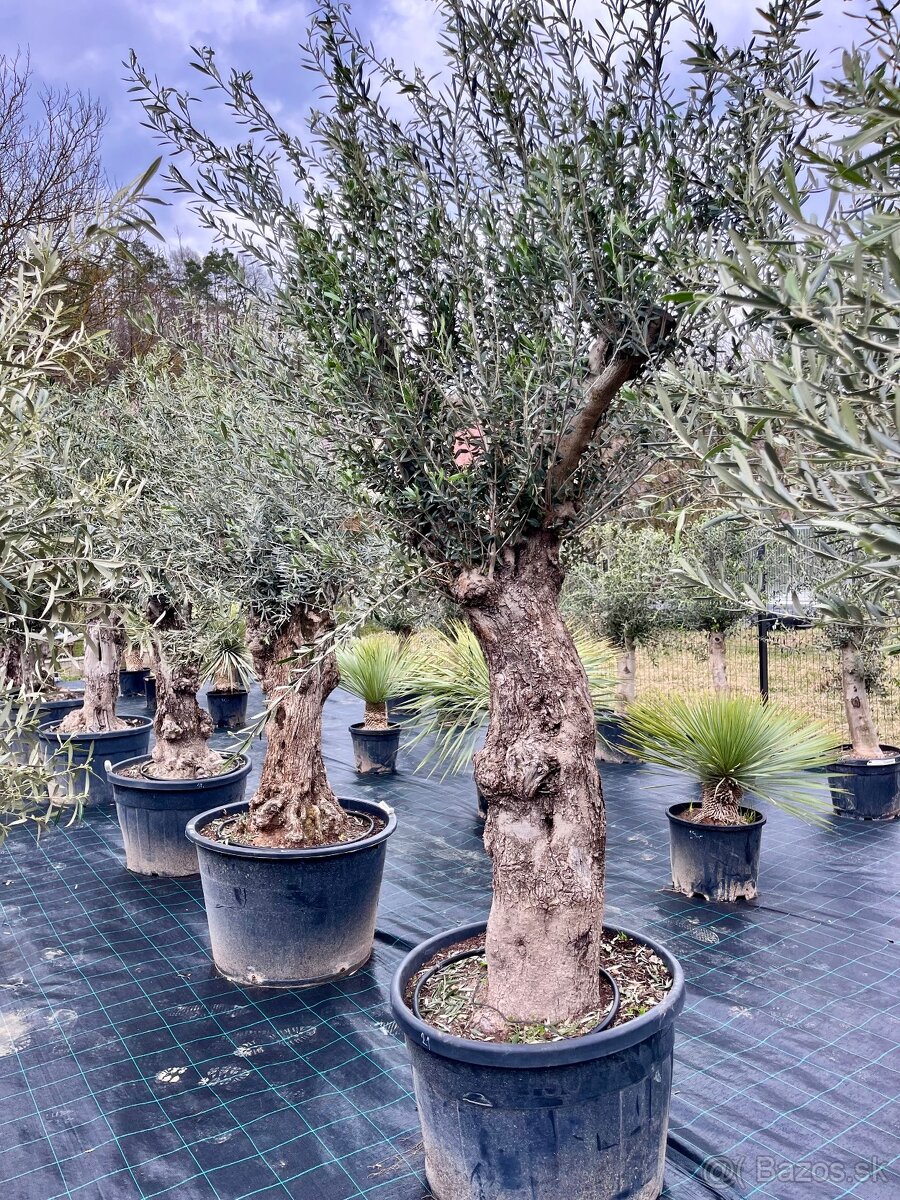 Olivovník - 14
