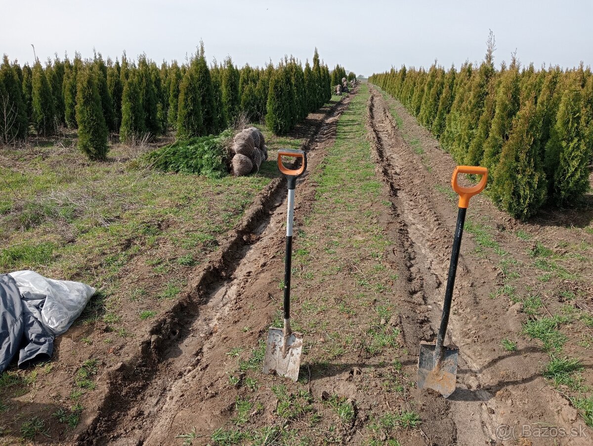 Tuja Smaragd, vavrínovec, červienka, gaštan - Žilina - 14