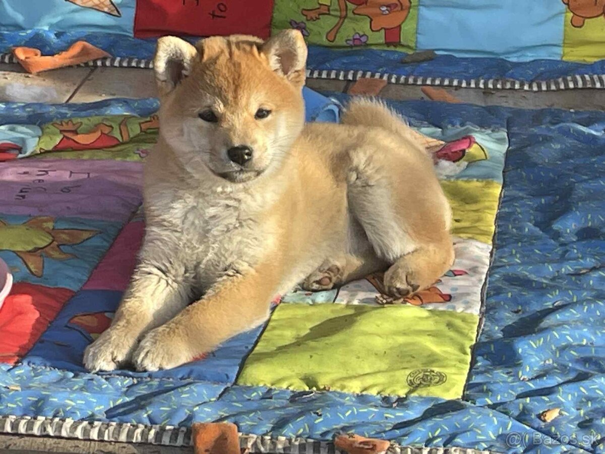 Shiba inu s PP /FCI / - 14