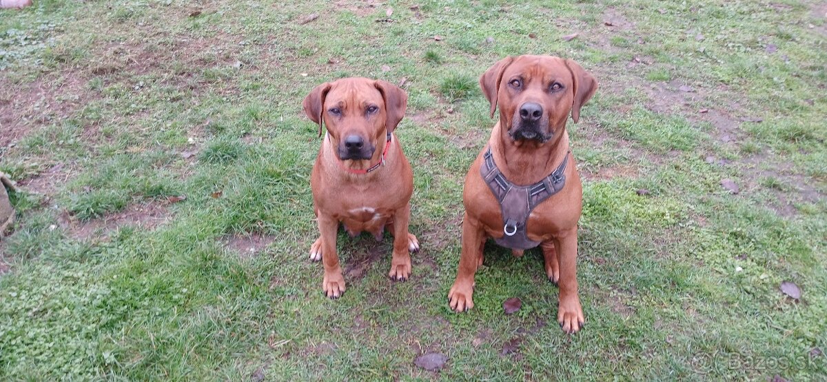 Rhodesian ridgeback - 14