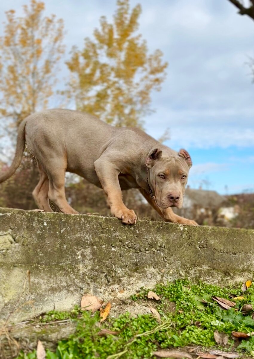 American Bully XL (Pitbull XXL) - 14