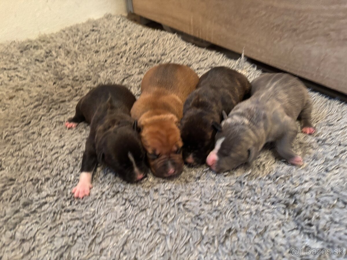 Americký stafordsirsky terier, Stafford, amstaf - 14