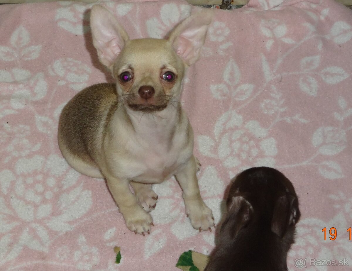 čivava krátkosrstá - 14