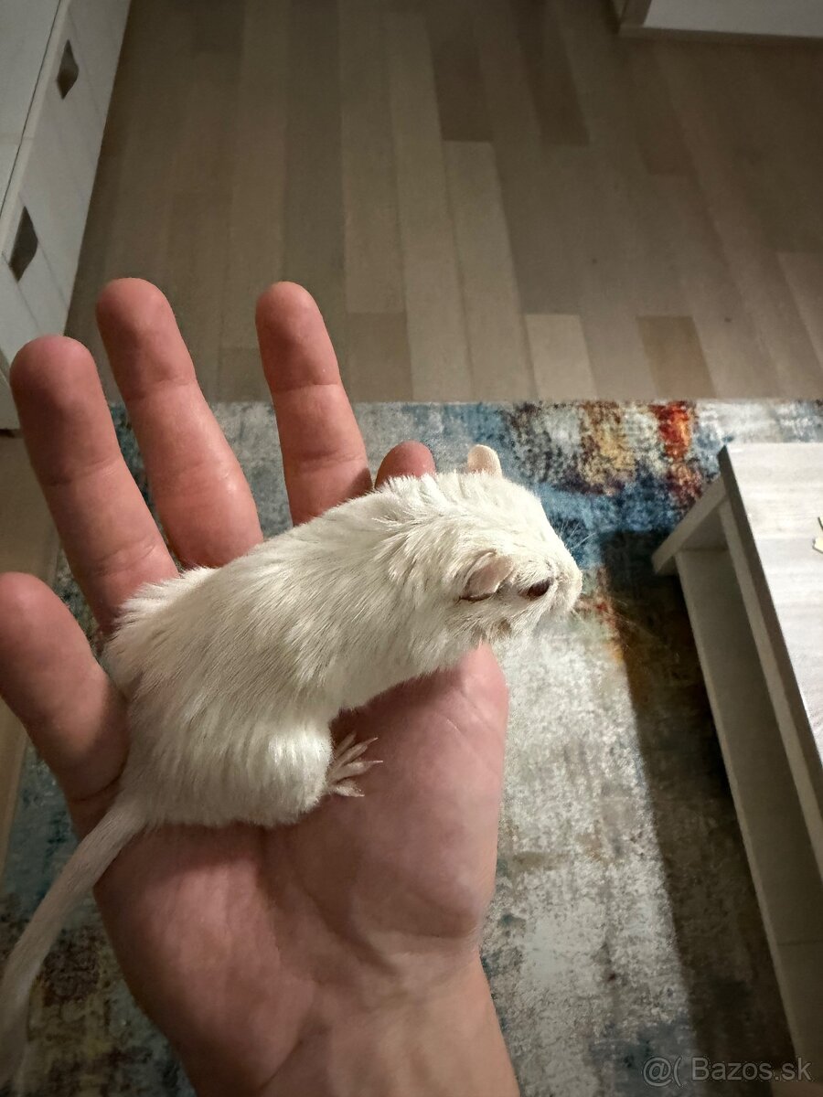 Darujeme pieskomila - 14