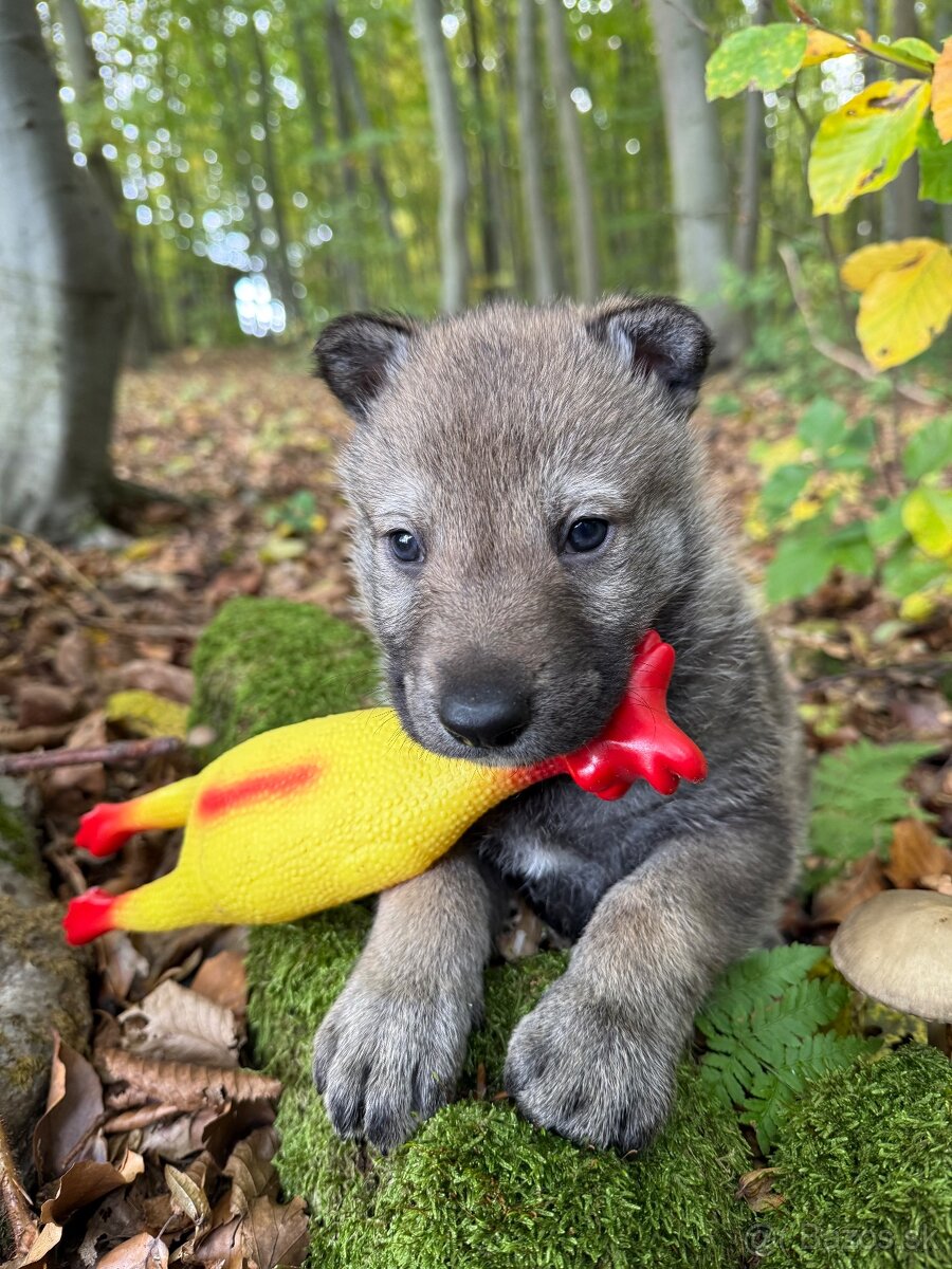 československý vlčiak s PP (FCI) - 14