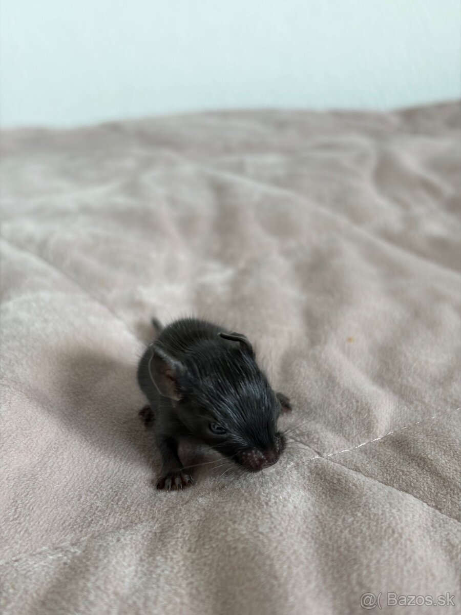 Predám mláďatá osmaka degu🐾 - 14