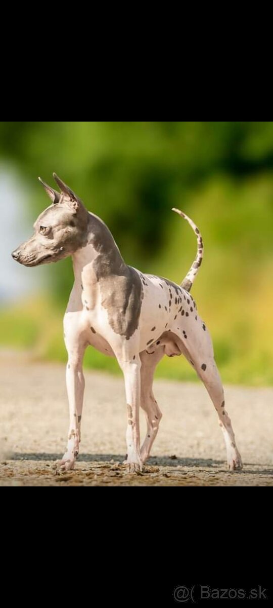 Americký bezsrstý teriér - 14