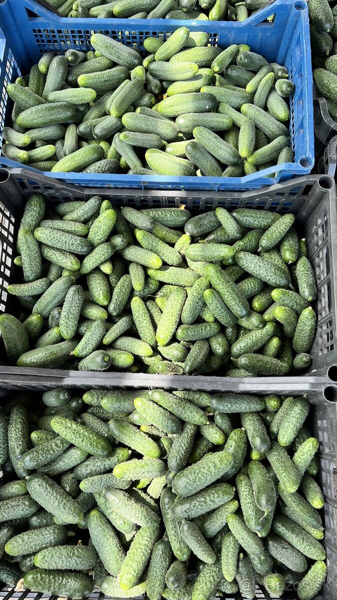 Domáce zaváraniny ročník 2025 - 14