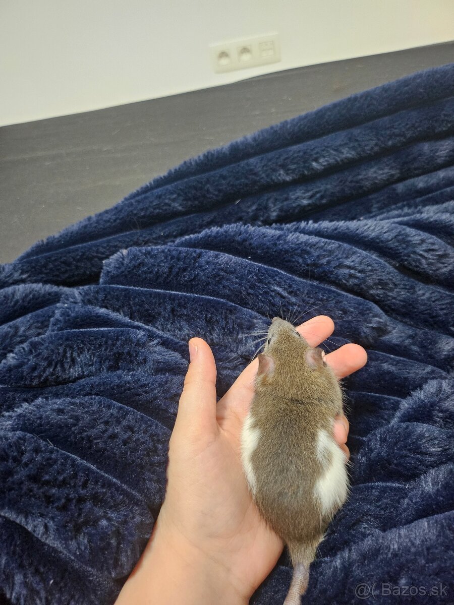 Darujem potkaníky - 14