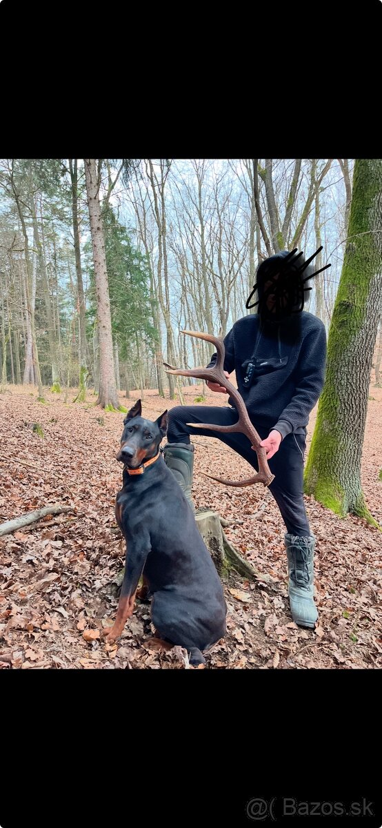 Doberman šteniatka - 14